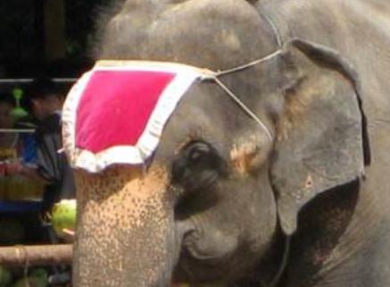 世界上最聰明的動物排行 類人猿各種能力也使我們目瞪口呆