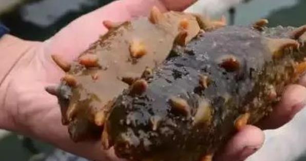 神奇再生能力四大動物 雄性章魚在交配之后身體會損失一部分