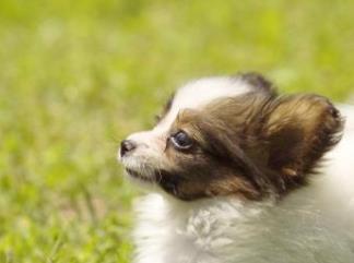 世界上小型犬排行榜 迷你雪納瑞是梗犬類中不含英國血統的品種