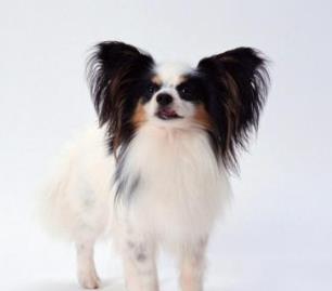 世界上最可愛的犬類排行榜 斗牛犬是犬科犬屬的動物