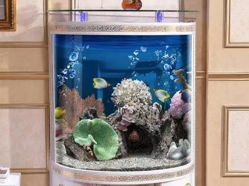 手上有香味能不能直接能往魚缸放水?魚養(yǎng)多大有靈氣 手上有香味能不能直接能往魚缸放水?魚養(yǎng)多大有靈氣