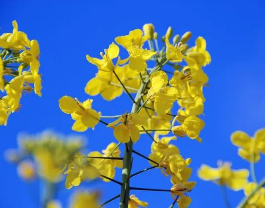 婺源油菜花花期是什么時(shí)候?去婺源看油菜花怎么看好 婺源油菜花花期是什么時(shí)候?去婺源看油菜花怎么看好