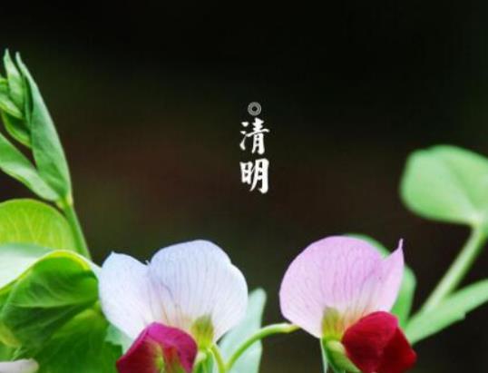 2023清明節(jié)上墳買塑料花行嗎?2023清明節(jié)上墳買鮮花還是買假花好 2023清明節(jié)上墳買塑料花行嗎?2023清明節(jié)上墳買鮮花還是買假花好