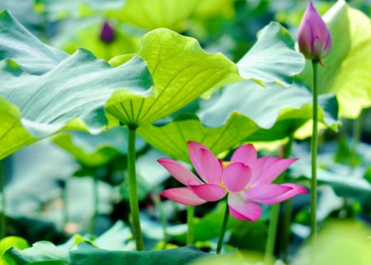 今年夏天會(huì)更熱還是更冷?今年夏天天氣算反常嗎 今年夏天會(huì)更熱還是更冷?今年夏天天氣算反常嗎