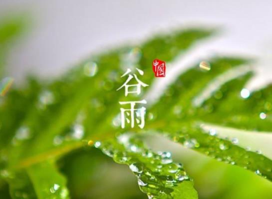 谷雨有哪些養生注意事項?谷雨結婚有啥說法沒 谷雨有哪些養生注意事項?谷雨結婚有啥說法沒