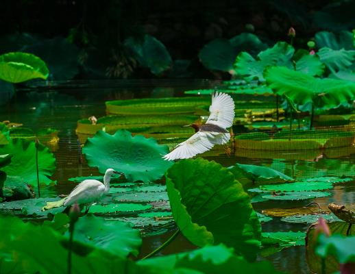 夏天天氣熱穿什么衣服最涼快?2023年夏天比往年來的晚點(diǎn)嗎 夏天天氣熱穿什么衣服最涼快?2023年夏天比往年來的晚點(diǎn)嗎
