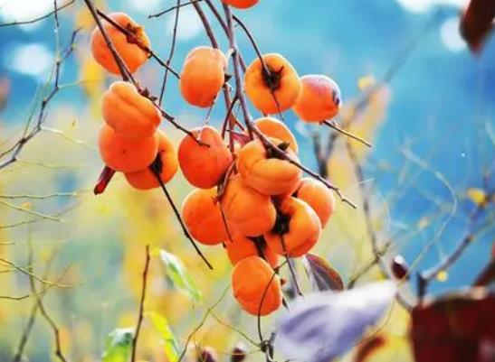 吃柿子多久可以吃雞蛋?柿子和雞蛋一起吃的危害 吃柿子多久可以吃雞蛋?柿子和雞蛋一起吃的危害