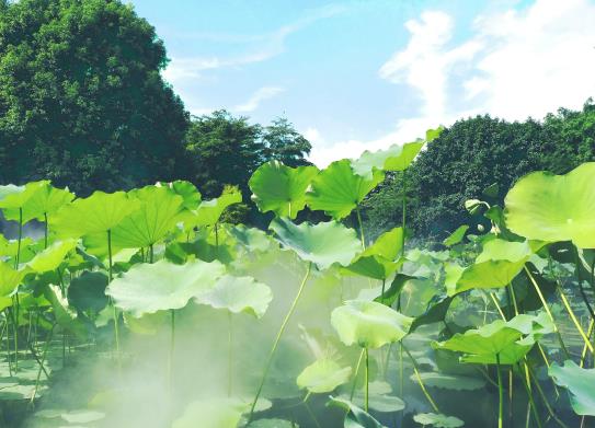 為什么北方夏季越來(lái)越熱?為什么北方今年夏天這么熱 為什么北方夏季越來(lái)越熱?為什么北方今年夏天這么熱