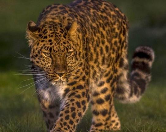 世界十大最稀有的動物排名,爪哇犀牛全球僅存35頭、遠東豹現存約10只 世界十大最稀有的動物排名,爪哇犀牛全球僅存35頭、遠東豹現存約10只