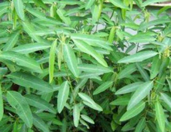 世界十大奇異植物排名,日輪花讓人心生畏懼、銀扇草有忠誠(chéng)的寓意 世界十大奇異植物排名,日輪花讓人心生畏懼、銀扇草有忠誠(chéng)的寓意