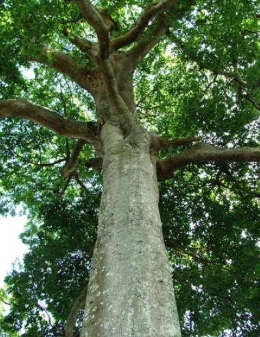世界十大危險的植物,壞女人花汁液毒性強、大王花體型龐大 世界十大危險的植物,壞女人花汁液毒性強、大王花體型龐大