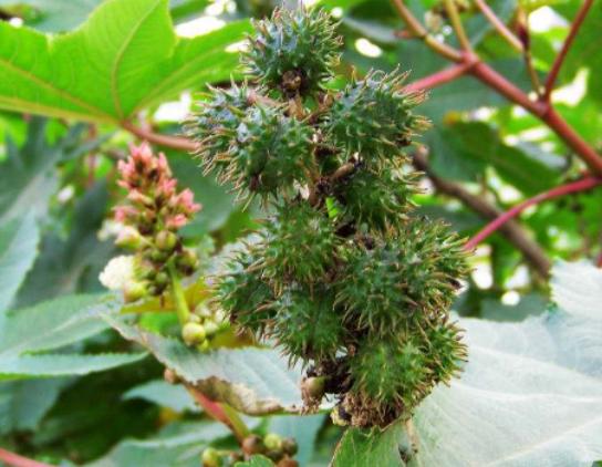 世界十大危險的植物,壞女人花汁液毒性強、大王花體型龐大 世界十大危險的植物,壞女人花汁液毒性強、大王花體型龐大