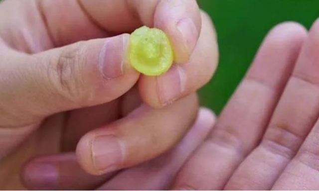 葡萄對皮膚好嗎?葡萄中含有的營養成分 葡萄對皮膚好嗎?葡萄中含有的營養成分