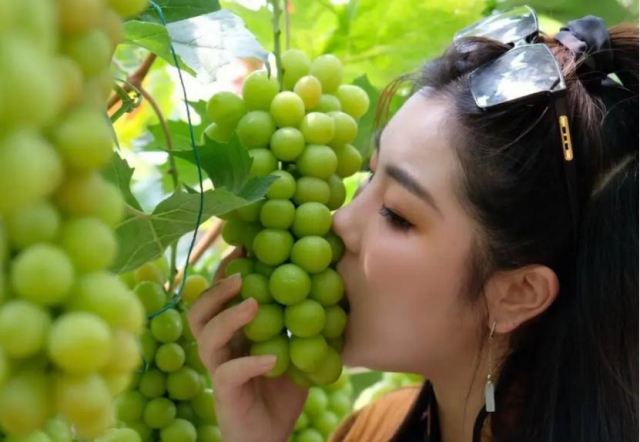 葡萄籽吃了會乳腺增生嗎 葡萄籽會加重乳腺增生嗎 葡萄籽吃了會乳腺增生嗎 葡萄籽會加重乳腺增生嗎