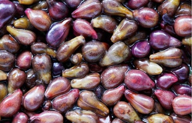 乳腺增生能吃葡萄籽嗎?swisse葡萄籽來月經(jīng)可以吃嗎 乳腺增生能吃葡萄籽嗎?swisse葡萄籽來月經(jīng)可以吃嗎