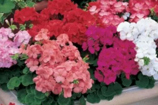 生根粉如何催種子發芽?為什么種子發芽后幾天死了 生根粉如何催種子發芽?為什么種子發芽后幾天死了