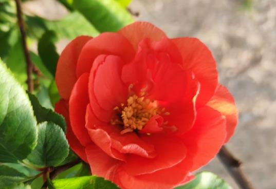 海棠花幾月開?海棠花能不能放在室內(nèi)養(yǎng) 海棠花幾月開?海棠花能不能放在室內(nèi)養(yǎng)