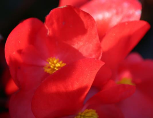 海棠花一年四季都開花嗎?海棠花枝頭枯萎怎么解決 海棠花一年四季都開花嗎?海棠花枝頭枯萎怎么解決