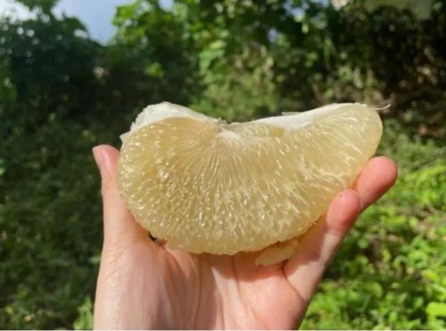 紅心柚子發苦是怎么回事能不能吃 柚子白瓤的主要成分是什么 紅心柚子發苦是怎么回事能不能吃 柚子白瓤的主要成分是什么