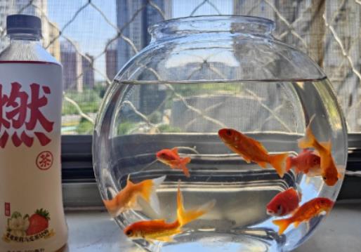 風水魚養幾條好旺財?風水魚缸放在客廳什么位置最好 風水魚養幾條好旺財?風水魚缸放在客廳什么位置最好