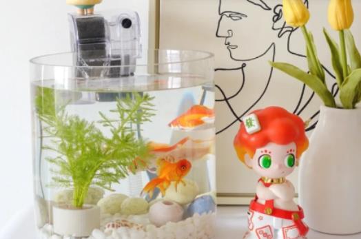 風水魚養金魚好還是養錦鯉好?風水魚死了要多久時間內換掉 風水魚養金魚好還是養錦鯉好?風水魚死了要多久時間內換掉