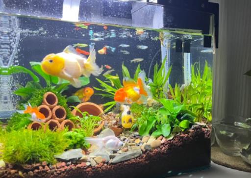 風水魚養金魚好還是養錦鯉好?風水魚死了要多久時間內換掉 風水魚養金魚好還是養錦鯉好?風水魚死了要多久時間內換掉
