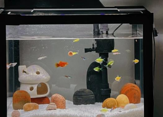 魚養久了會有靈性嗎?一米的魚缸用多大的加熱棒 魚養久了會有靈性嗎?一米的魚缸用多大的加熱棒