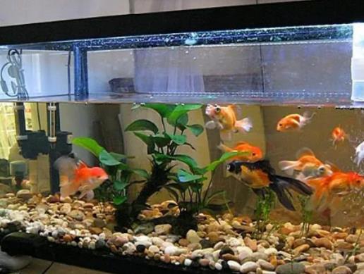 魚養久了會有靈性嗎?一米的魚缸用多大的加熱棒 魚養久了會有靈性嗎?一米的魚缸用多大的加熱棒
