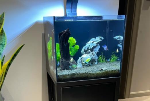 養魚的氣運有什么講究?玄關能放小魚缸嗎 養魚的氣運有什么講究?玄關能放小魚缸嗎