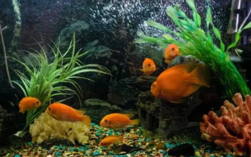 小魚缸放哪里招財?臥室放魚缸要注意什么 小魚缸放哪里招財?臥室放魚缸要注意什么