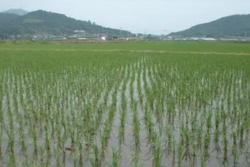 養魚賺錢嗎風險大嗎?稻田養魚一畝能養多少魚 養魚賺錢嗎風險大嗎?稻田養魚一畝能養多少魚