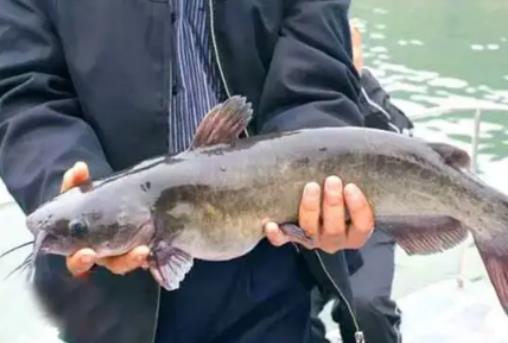 目前淡水魚養什么魚賺錢?稻田養魚一畝能養多少魚 目前淡水魚養什么魚賺錢?稻田養魚一畝能養多少魚