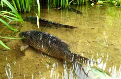 目前淡水魚養什么魚賺錢?稻田養魚一畝能養多少魚 目前淡水魚養什么魚賺錢?稻田養魚一畝能養多少魚