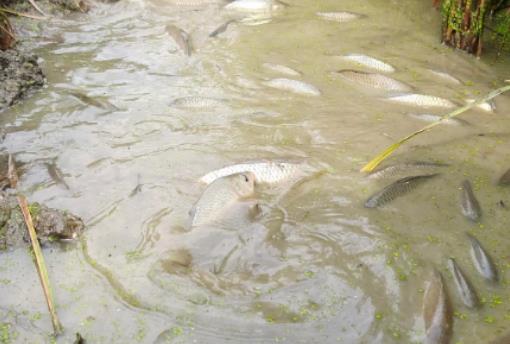 稻田養魚怎樣防白鶴?稻田養什么魚最好養 稻田養魚怎樣防白鶴?稻田養什么魚最好養