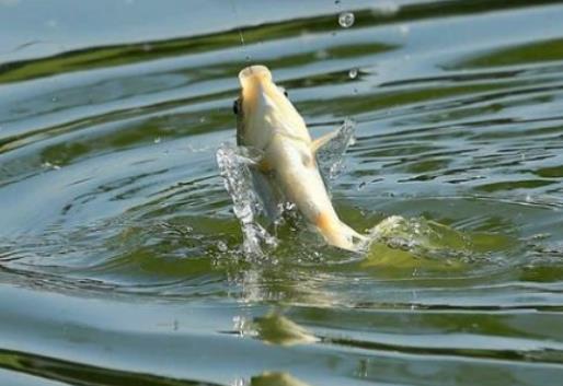三畝魚塘養(yǎng)魚一年能賺多少錢?魚塘養(yǎng)殖什么魚最賺錢 三畝魚塘養(yǎng)魚一年能賺多少錢?魚塘養(yǎng)殖什么魚最賺錢