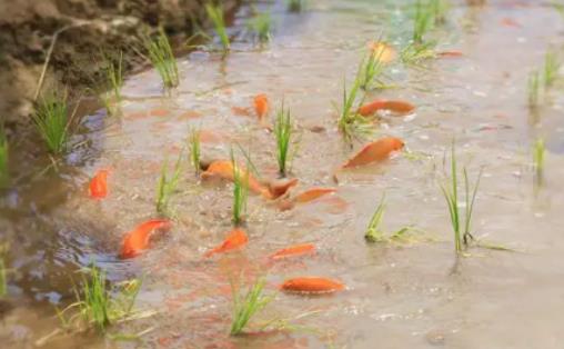 三畝魚塘養(yǎng)魚一年能賺多少錢?魚塘養(yǎng)殖什么魚最賺錢 三畝魚塘養(yǎng)魚一年能賺多少錢?魚塘養(yǎng)殖什么魚最賺錢