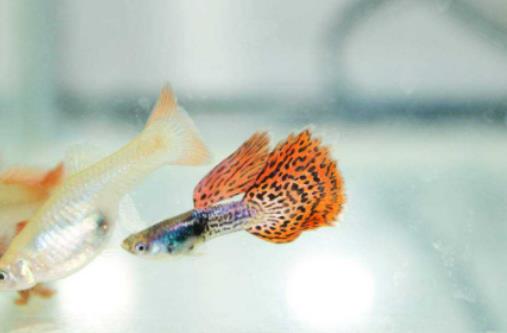 金魚為什么會沉到水底下?養金魚要打氧氣嗎 金魚為什么會沉到水底下?養金魚要打氧氣嗎