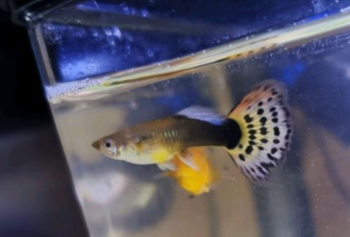 金魚沉底是在睡覺嗎?金魚打氧氣每天多長時間一般的魚缸 金魚沉底是在睡覺嗎?金魚打氧氣每天多長時間一般的魚缸