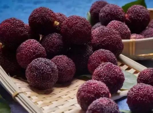 楊梅苗怎么種植成活率高?楊梅怎么種植好 楊梅苗怎么種植成活率高?楊梅怎么種植好