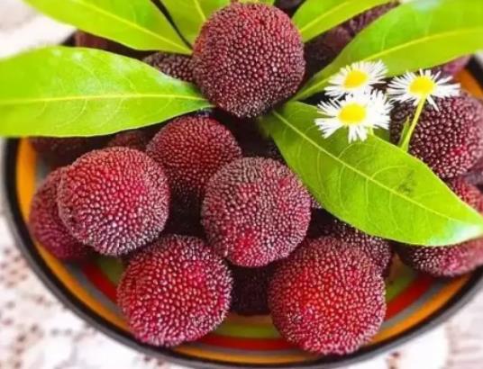 楊梅花少果少怎么防治?楊梅選紅的還是黑的 楊梅花少果少怎么防治?楊梅選紅的還是黑的