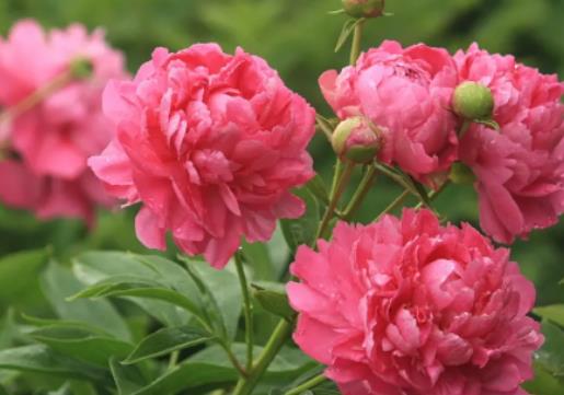 為什么家里不能養芍藥花?芍藥花怎么插花瓶 為什么家里不能養芍藥花?芍藥花怎么插花瓶