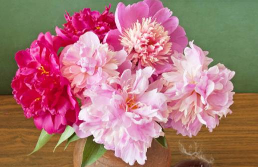 為什么家里不能養芍藥花?芍藥花怎么插花瓶 為什么家里不能養芍藥花?芍藥花怎么插花瓶