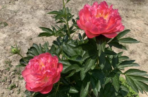 為什么種牡丹必須種芍藥?芍藥花的花期多長(zhǎng) 為什么種牡丹必須種芍藥?芍藥花的花期多長(zhǎng)