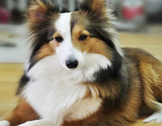 十大最忠實的狗狗排名,松獅犬讓人忍俊不禁、蘇格蘭牧羊犬很有耐心 十大最忠實的狗狗排名,松獅犬讓人忍俊不禁、蘇格蘭牧羊犬很有耐心