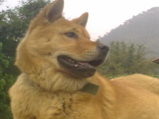 十大最忠實的狗狗排名,松獅犬讓人忍俊不禁、蘇格蘭牧羊犬很有耐心 十大最忠實的狗狗排名,松獅犬讓人忍俊不禁、蘇格蘭牧羊犬很有耐心