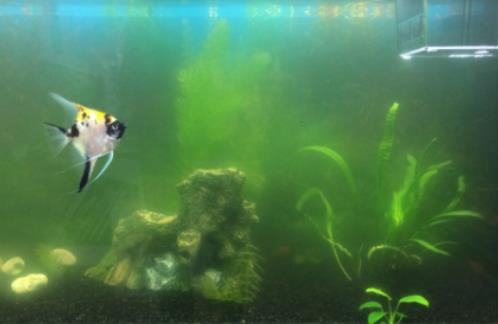 庭院魚缸冬天怎么過冬?魚缸可以不用水泵嗎 庭院魚缸冬天怎么過冬?魚缸可以不用水泵嗎
