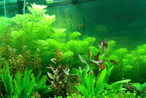 金魚可以放熱帶魚缸嗎?自來水放了一夜能養魚嗎 金魚可以放熱帶魚缸嗎?自來水放了一夜能養魚嗎