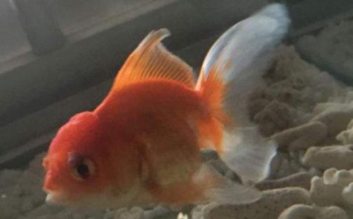 剛出生的小魚吃什么?買魚缸多大的好 剛出生的小魚吃什么?買魚缸多大的好