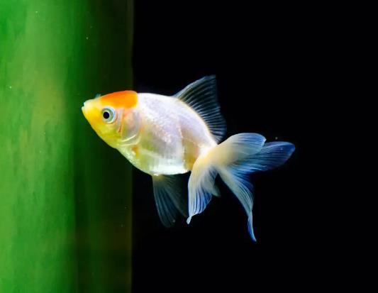 新手最好養(yǎng)的是哪種魚?養(yǎng)魚過水需要多長時(shí)間 新手最好養(yǎng)的是哪種魚?養(yǎng)魚過水需要多長時(shí)間