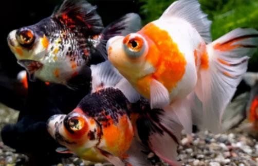 養(yǎng)魚不過水會不會全死?新手養(yǎng)魚要買些什么 養(yǎng)魚不過水會不會全死?新手養(yǎng)魚要買些什么